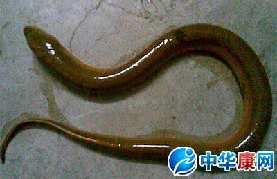 梦见抓黄鳝 梦见抓黄鳝 梦见黄鳝