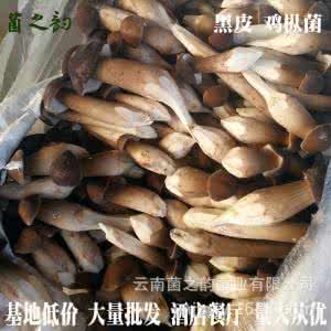 黑皮鸡枞菌 长根菇 柴把长根菌