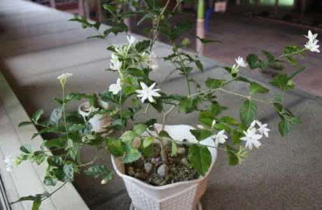 肉肉植物的养殖方法 【的养殖方法】茉莉花的养殖方法_的养殖方法