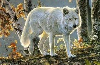 梦见被狼追咬 梦见被狼追 梦见被狼咬