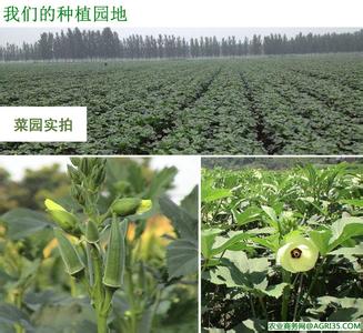 糖尿病人怎么吃秋葵 秋葵对糖尿病的功效