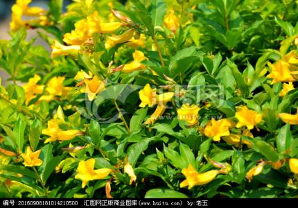 黄蝉花有毒吗 黄蝉花可以碰吗?