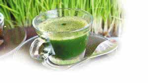 小麦草汁的功效 中医:小麦草汁神奇功效 但难以流行