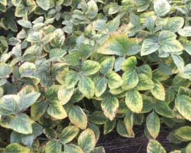 缺钾吃什么药最好 缺钾吃什么 缺钾可以吃什么好