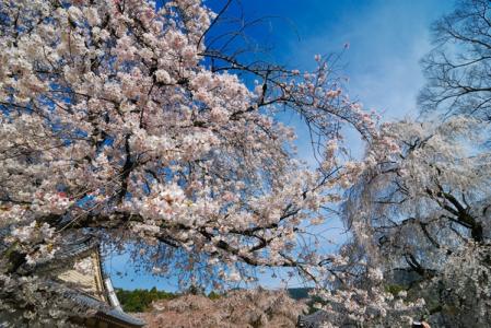 绣球花 日本文化 十万狂花入梦来 樱花对于日本文化是怎样的一种存在? 十万狂花入梦来