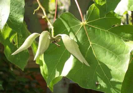 大豆荚果 荚果(毒豆)