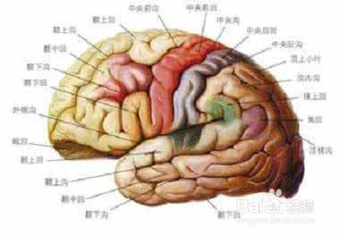 脑萎缩最佳治疗方法 神奇耳鸣的治疗方法和脑萎缩最佳治疗方法~!