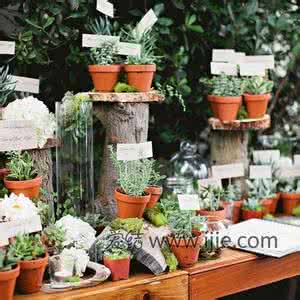 多肉植物子孙球怎么养 手起肉落，子孙满桌！多肉植物的砍头枝插繁殖法！