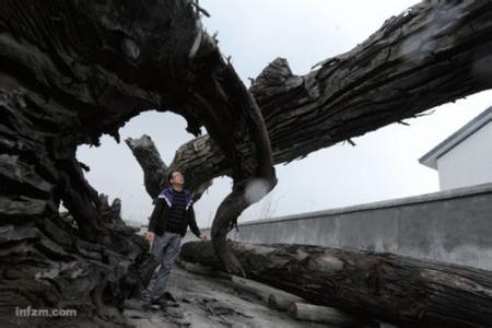 乌木是什么树种 乌木:乌木- 基本概况,乌木-主要树种_乌木产地