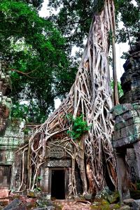 柬埔寨塔普伦寺 柬埔寨 吴哥窟 塔普倫寺