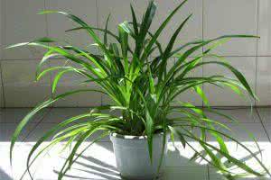 吊兰种植方法 吊兰种植 种植吊兰需要注意什么