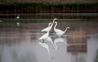 棒针模式 棒针模式----“幻影神仙鱼”