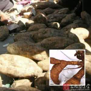 葛根素 修复血管内壁 经常吃葛根血管干干净净