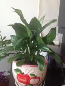 水培白掌为什么不开花 白掌为什么不开花
