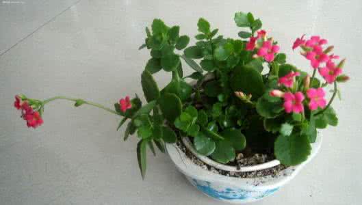 长寿花的养殖方法 【长寿花的养殖】长寿花的养殖方法_长寿花的养殖