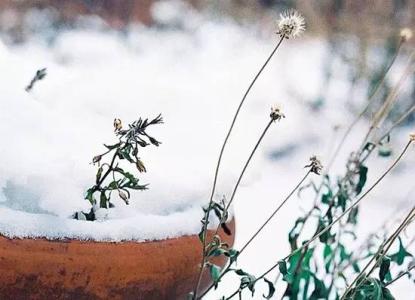 你在南方的艳阳里 小雪|我在南方的艳阳里，等一场银装素裹