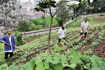 长方形菜地图片 菜地图片 这个菜地里不长,就喜欢爬在院墙上,常吃补肾虚