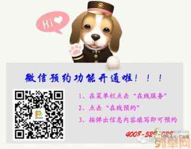 幼犬饮食 幼犬饮食管理注意少食多餐
