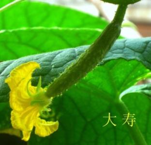 小黄瓜种植 亲手种植出水灵灵的小黄瓜