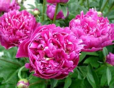 芍药花家庭日常怎么养 芍药花怎么养
