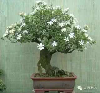 栀子花怎么养 专家教你如何养栀子花？