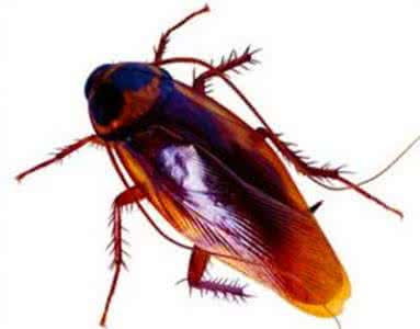 怎么对付蟑螂 夏天怎么对付蟑螂