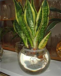 水培植物的养殖方法 为家居添生机 水培植物养殖方法