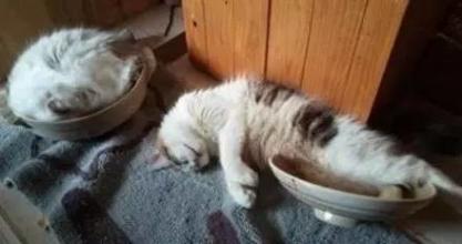 不按套路出牌 19只不按套路出牌的猫,第3张笑惨了!