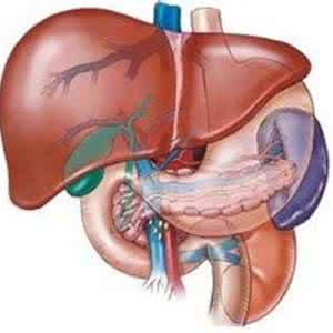 肝硬化 肝性脑病 肝硬化并发症:肝性脑病