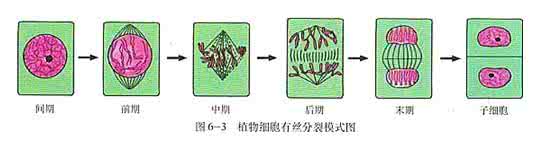 高考生物知识点总结 高考生物知识点之细胞分裂