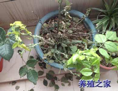 月季花掉叶子什么原因 月季掉叶子 月季掉叶子的原因