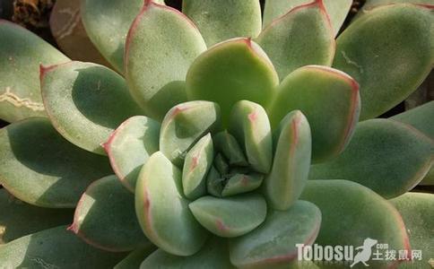 花月夜介绍及养殖方法 花月夜介绍及养殖方法 玉米石养殖方法介绍