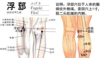 治疗便秘、急性胃肠炎的穴位：浮郄穴(位置图)