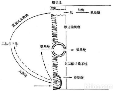 胃肠道疾病有哪些 有胃肠道疾病的人可以吃什么?而且易消化排出