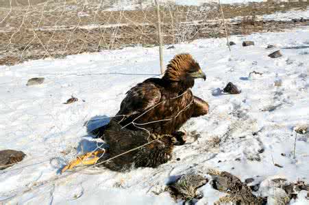 瑞典难民 猎人与猎物任务怎么做 瑞典难民安置点发现收容难民儿童成嫖客