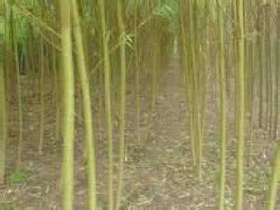 天眼查ceo柳超 柳超：柳超-基本资料，柳超-个人经历_柳超