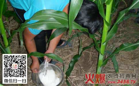 用什么水浇花不用施肥 自制非常好用的浇花水，不用施肥就能让植物花繁叶茂，超级简单！