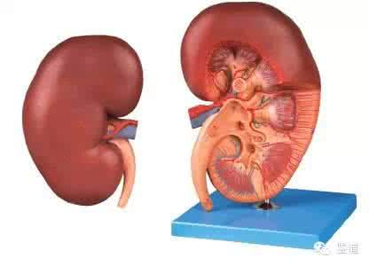 肾脏病的预警信号 肾脏出现这10个信号必须注意 否则有生命危险