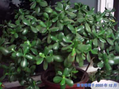 大气污染对植物的危害 消除室内污染的植物