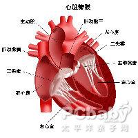 心脏血栓 心脏趣味十事 及 血栓形成是怎么回事？