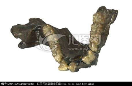 巨猿化石 古猿 巨猿下颌骨(Ⅲ号)化石