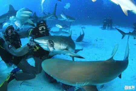 大堡礁工作 全世界最好的工作，并不在大堡礁