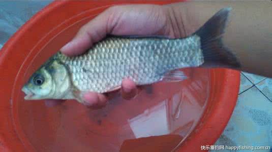 鸡肝是钓鲫鱼的好东西 【一点资讯】新玩法：鸡肝钓鲫，助你轻松享爆护！