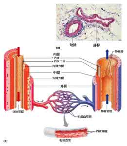 动静脉血管畸形 图解：血管的分类、组成及动静脉管壁结构