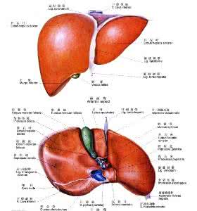 肝脏良性肿瘤 肝脏肿瘤 肝脏良性肿瘤怎么引起的
