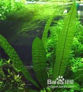养金鱼用什么水草 养金鱼用什么水草比较好呢