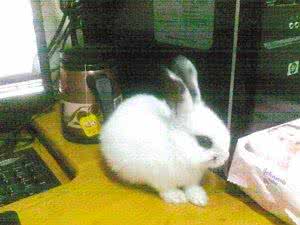 大学生养宠物 大学生适合养什么宠物？