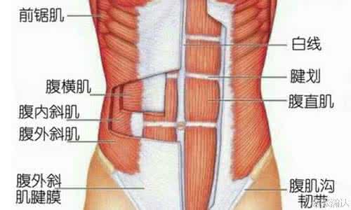 腹直肌训练 腹直肌训练(3)
