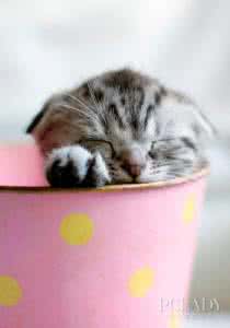 猫咪做完绝育注意事项 猫咪做绝育的注意事项