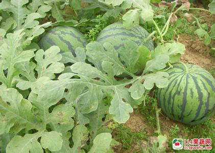 西瓜的主要产地 西瓜主要产地 西瓜产地